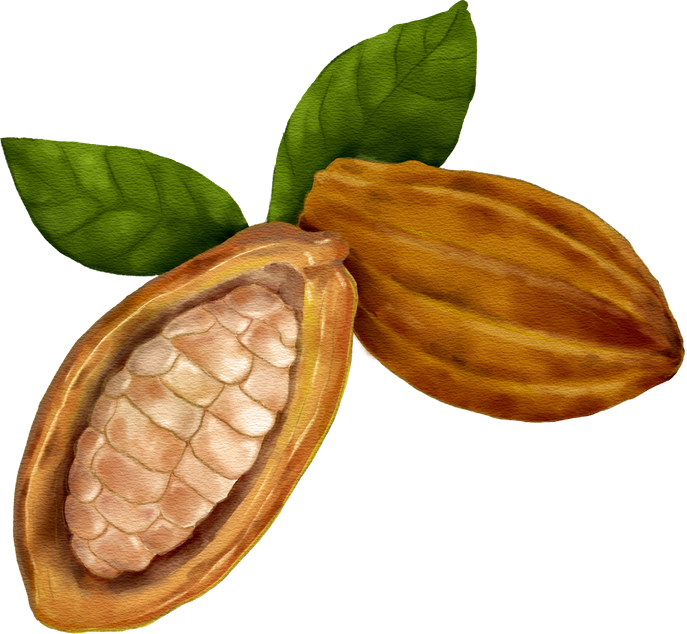 Cacao pod, raw cacao beans